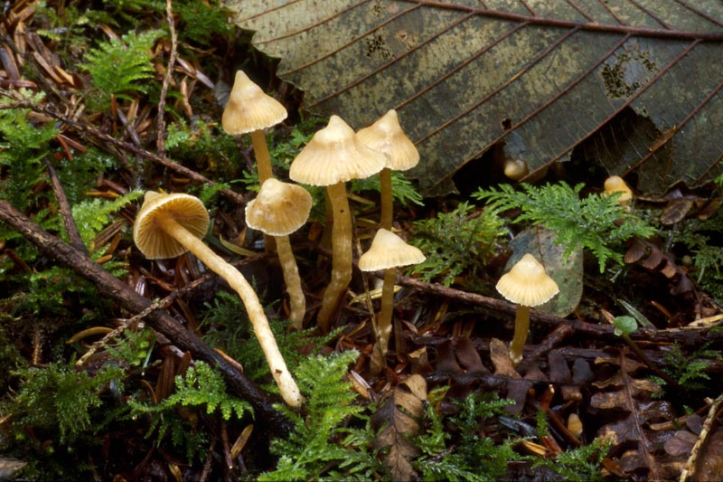 Cortinarius acutus group